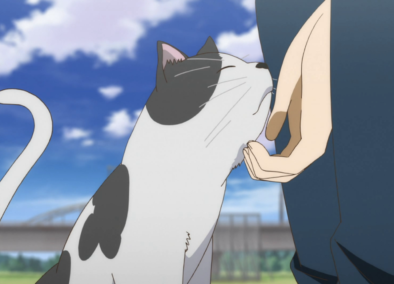 Anime Cat of the Day 🐾 — Anime Cat of the Day 10k Giveaway!