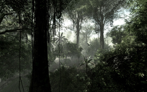 wallpapers-free:  Rainforest
