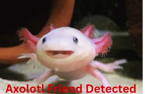 Hello, I Am Axolotl Detector. If You Wish For Me To Detect Something, Just Send It In. If You Wish To