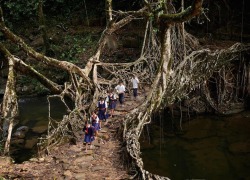 Ladyinterior:  India’s Fascinating Tree Root Bridges Grow Stronger Every Year. In