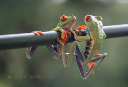 theanimalblog:  Like a Mirror. Photo by Nicholas