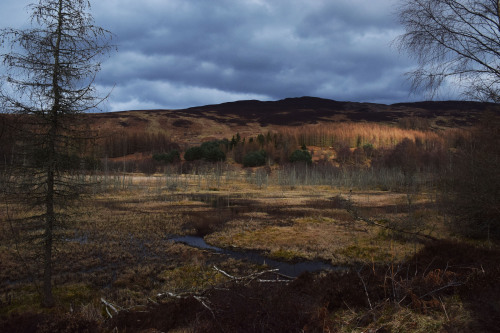 Loch Ordie WalkJust like last year, I decided to spend my birthday hiking up to Loch Ordie. It took 