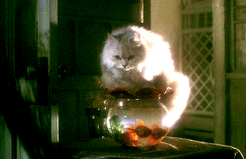 filmgifs:Why did you think me so strange before? Because you looked like a witch from a horror movie