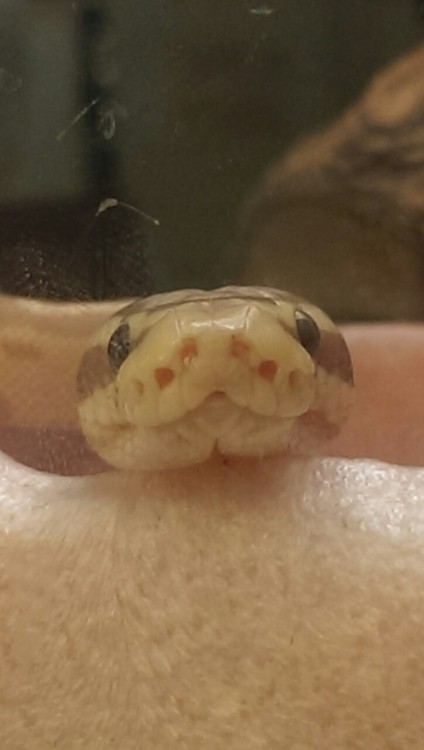 caprisunsport:fried-ferret:Adorable baby ball python snek I saw at Petsmart:3milk boy(sip&rsquo;s he