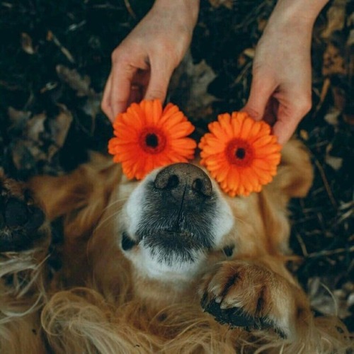 XXX brookbooh:Dogs and flowers!! :D photo