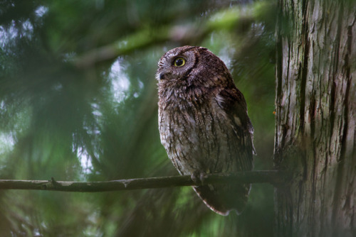 Western Screech Owl by Ken Shults