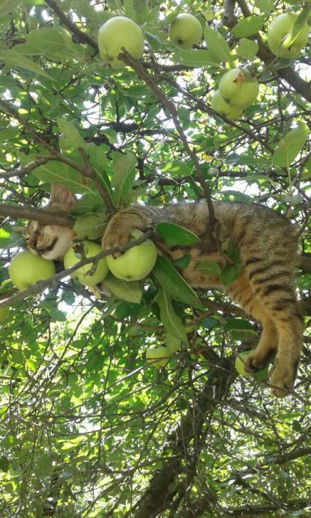 unfugbilder:chilliger Sonntag