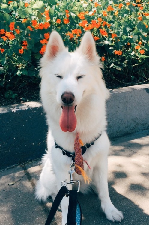 handsomedogs:  This is Fang! She’s a rescue I met at the dog cafe in Los Angeles!