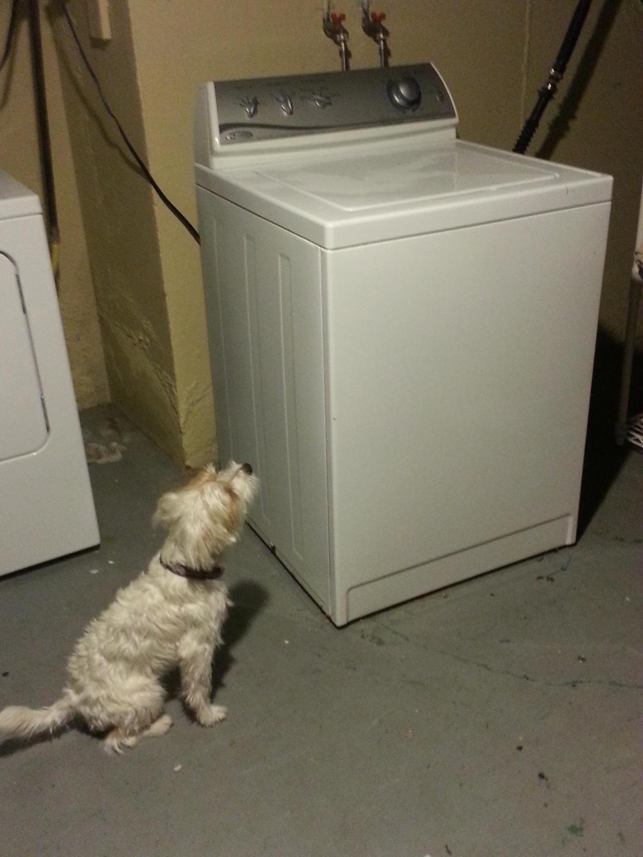 awwww-cute:  We washed my dog’s stuffed animals after they were caught in the rain.