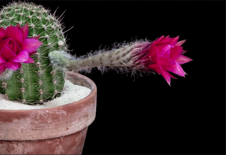 nevver:  Cactus Flower, Greg Krehel 