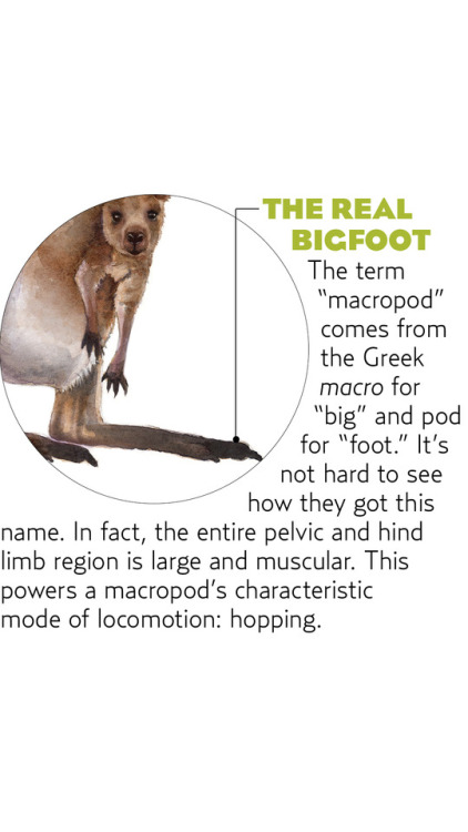 Some Marsupial Monday fun facts