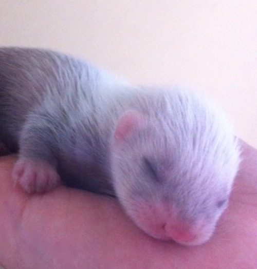 captainkateblr:  So here’s some photos of my baby ferrets.
