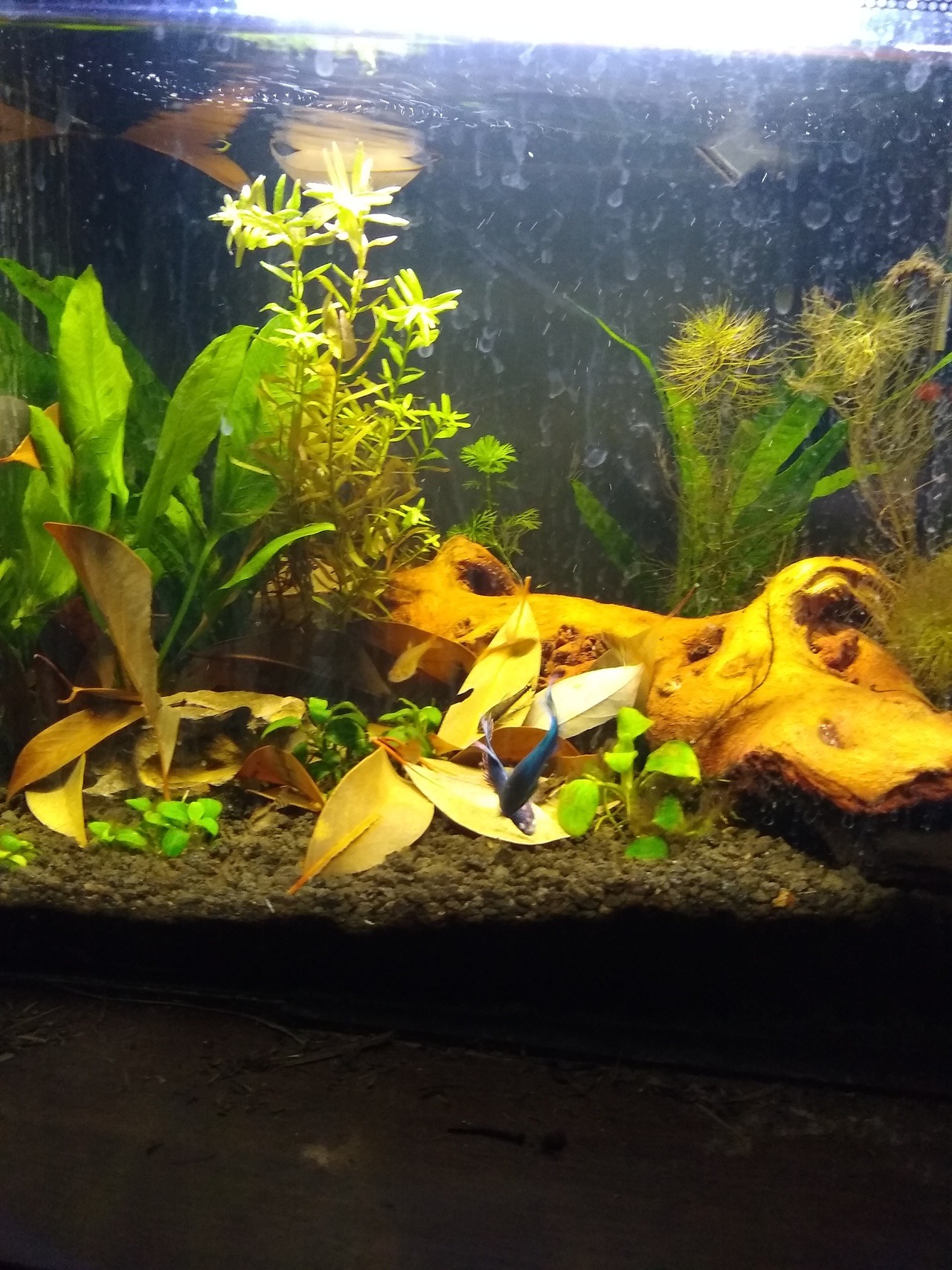 black light fish tank plants black light fish tank plants