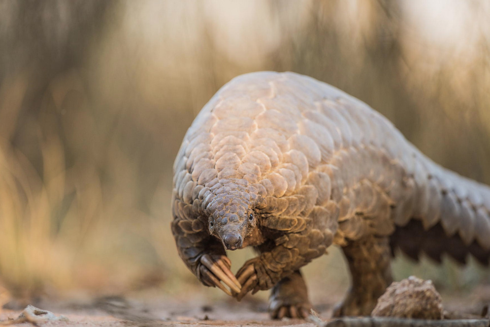 What The Fauna? • The front claws of a pangolin are so long that it...