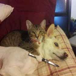 scaryfast:  Open the damn tuna or the dog