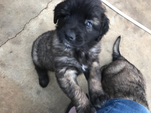 Met Atticus’ new sister and her littermates and mum! Only 4 more weeks until she comes home! 