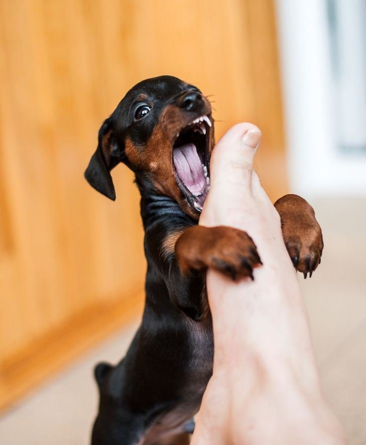 babygirlssweetsurrender:  Rorrwwww