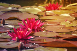 blooms-and-shrooms:  Water lilys by NRichey