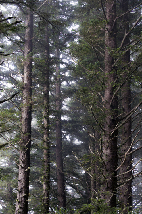 russell-tomlin:The Trees at Cape Perpetua | Late August 1