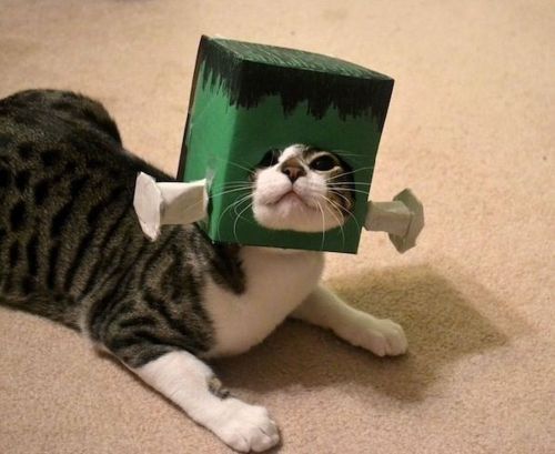 horrorandhalloween:Frankencat
