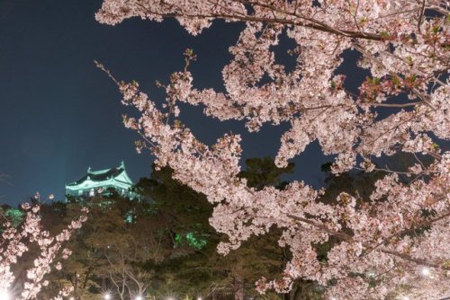 Cherry Blossom Festival <3 <3 <3cr: twitter