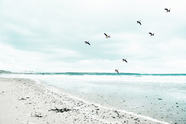 oceanux:  Anyone Can Fly by GeorgiaCF on Flickr.