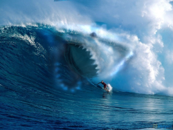 Epic camo shark … he’s one sneaky