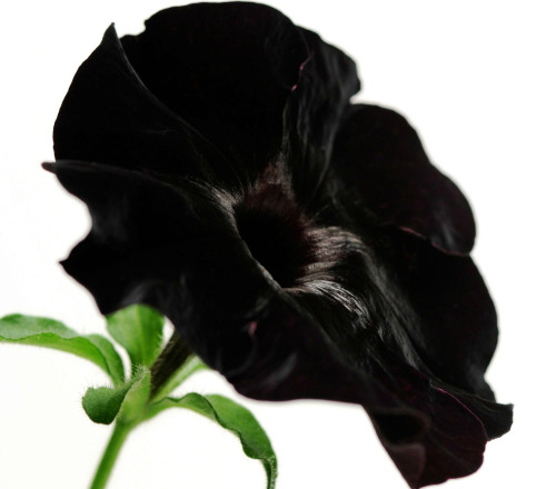 XXX serenepristine:  BLACK/DARK FLOWERS for all photo