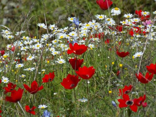 e.g.’s photographyNature’s palette.