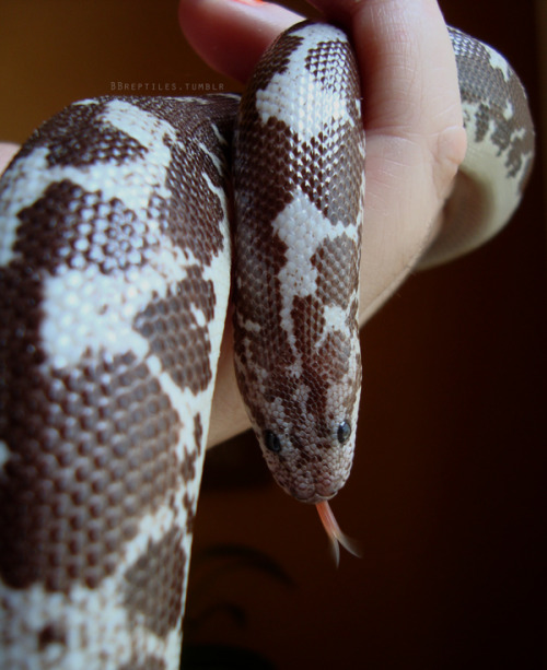 bbreptiles: “Martouf”Male . Anerythristic . Kenyan Sand Boa (Gongylophis colubrinus)