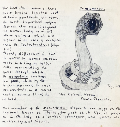 uwmspeccoll: Science Saturday: Evolution ManuscriptThis week we revisit the massive, 11-pound, 650-p