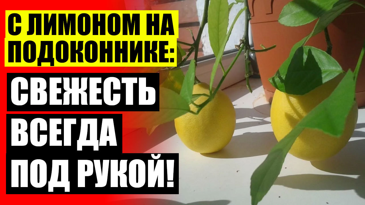 Семена Лимона Комнатного Купить Интернет Магазин