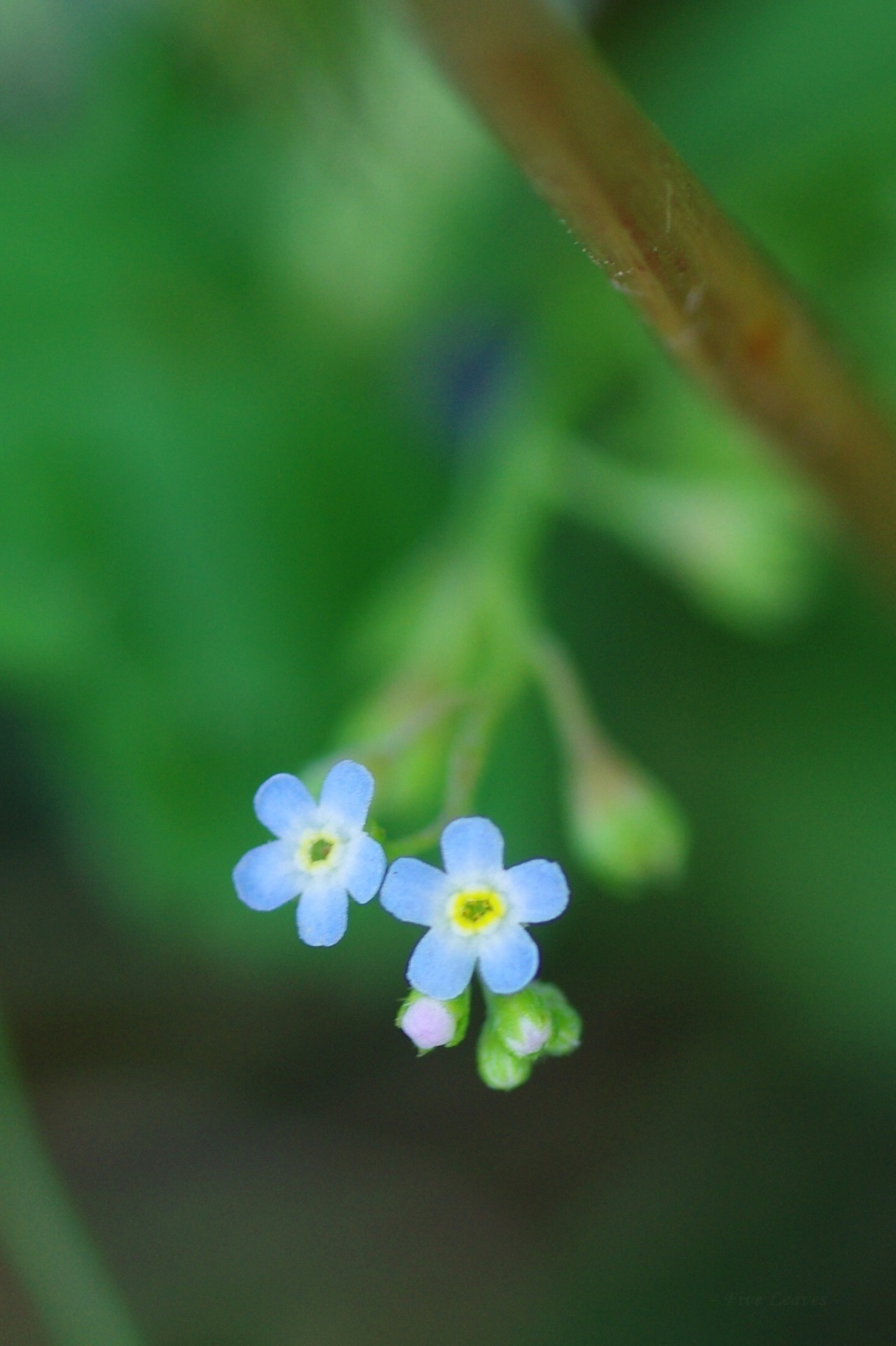 胡瓜草きゅうりぐさ Cucumber Herb Trigonotis Nemoi Tumblr Com Nemoi