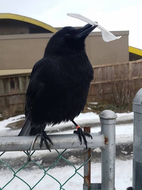 everythingisahoax:I, for one, welcome our Corvid overlords.