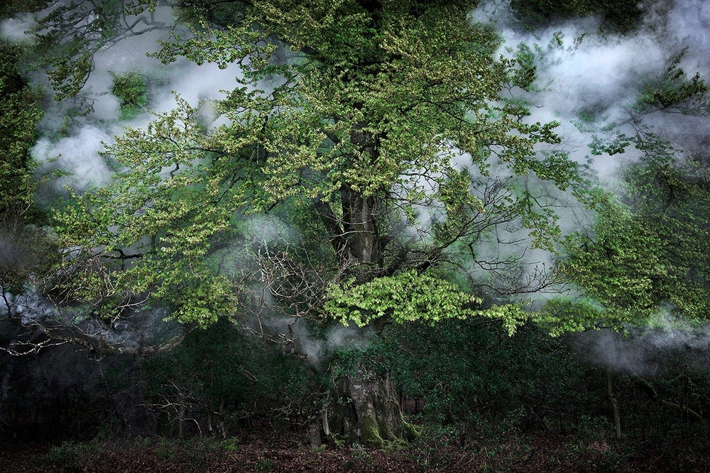 archatlas:   Between the Trees Ellie Davies   What is a forest?  Is it the trees