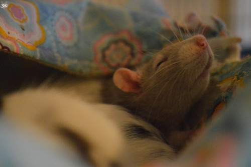 3milysrats:mmm no mum it’s too early 5 more minutes