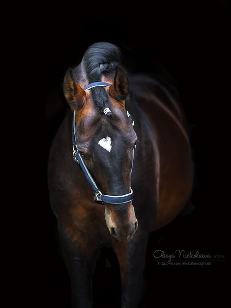 (1) Olesya Nickolaeva is passionate about horses and is very experienced in capturing their glowing 