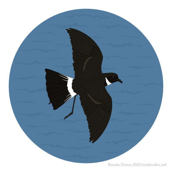 September 23, 2020 - Polynesian Storm-Petrel (Nesofregetta fuliginosa)
Found in the tropical Pacific Ocean, these storm-petrels probably breed on the Phoenix, Line, Austral, Society, Gambier, Marquesas, Sala y Gomez, and Banks Islands and in New...