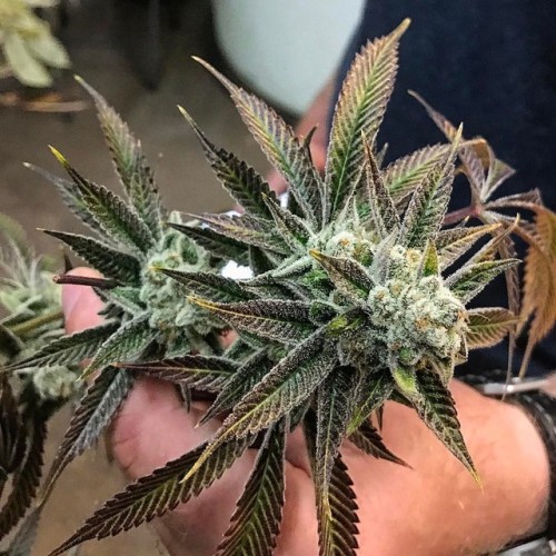 weedporndaily:  (via)