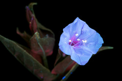 conspectusargosy: Mirabilis flower in UVIVF.This has some of the biggest pollen grains I’ve seen.