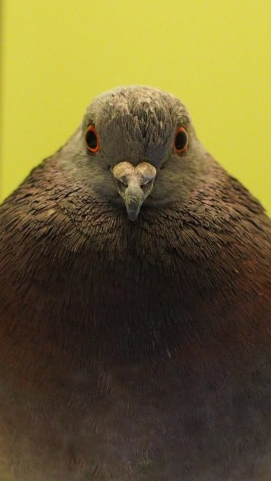 pudgy pigeons: Photo