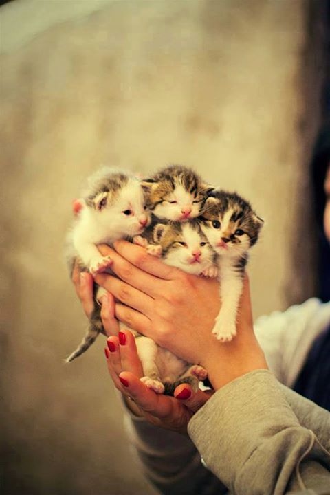cute-overload:  Here you gohttp://cute-overload.tumblr.com source: http://imgur.com/r/aww/Wnb2NZl