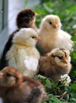 all-things-bright-and-beyootiful:  Chicks