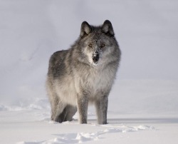 beautiful-wildlife:  Wolf In The Snow by Philippe