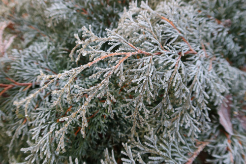 anskupics: Microbiota decussata — Siberian carpet cypress