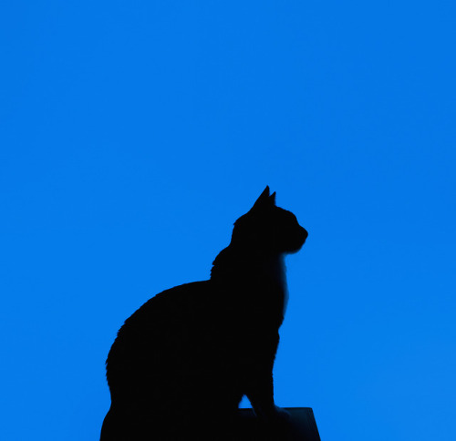 princesscheeto:Go forth and conquer the world  