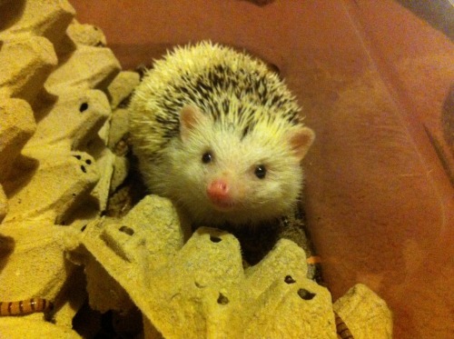 Happy World Animal Day, that one time a year you’re allowed to sit *in* the Worm Tub