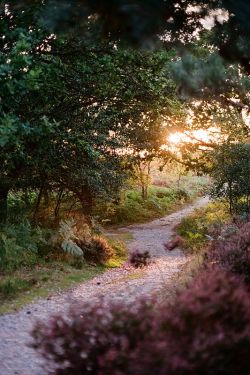bluepueblo:  Sunset Forest Path, Suffolk,