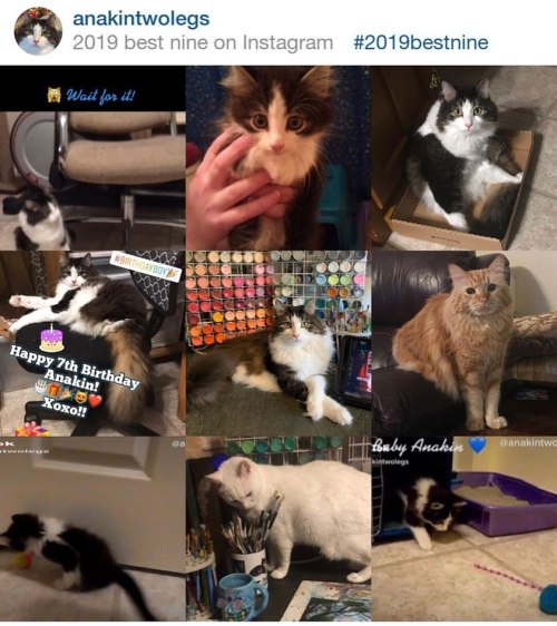 Anakin & The Gang’s #bestnine2019 ❤ What an awesome year! I hope the new year brings wonderful t