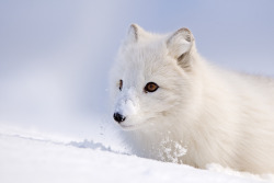 magicalnaturetour:  Arctic fox by René Visser